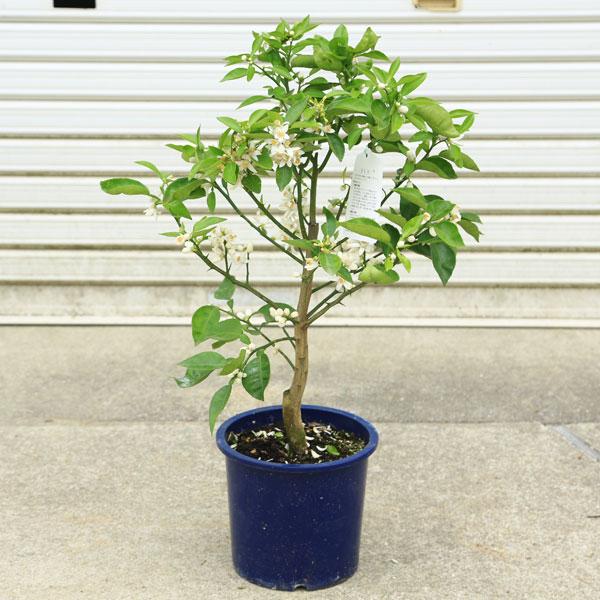 立派です♪庭木・果樹・植木：特良品！スダチ（すだち）／酢橘 *7号