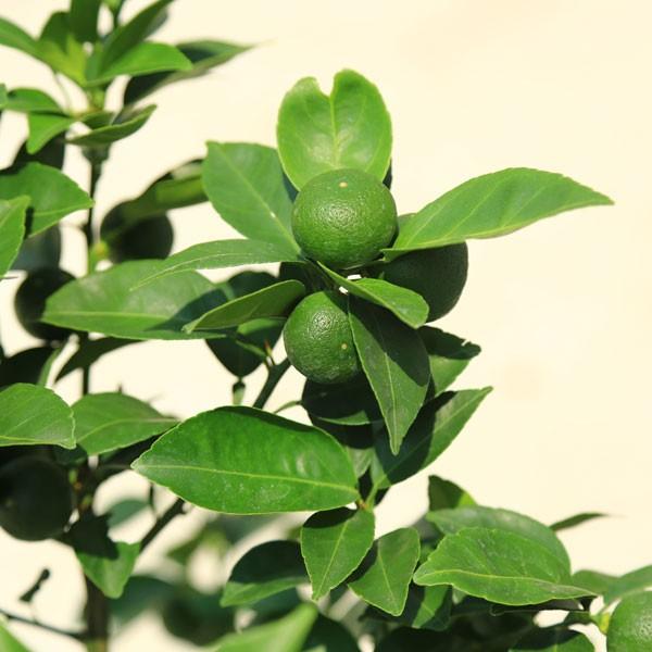 立派です♪庭木・果樹・植木：特良品！スダチ（すだち）／酢橘 *7号