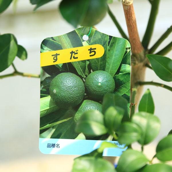 立派です♪庭木・果樹・植木：特良品！スダチ（すだち）／酢橘 *7号
