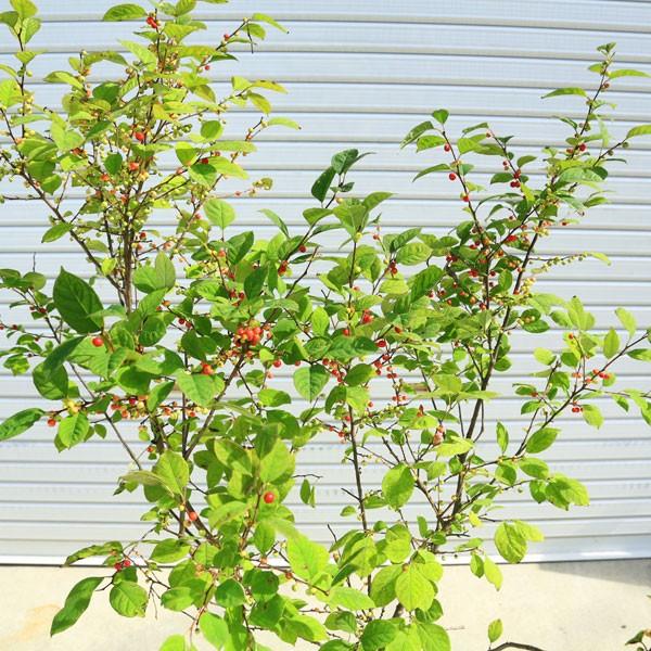 庭木：梅もどき(うめもどき)* ウメモドキ 自然樹形 ヤマト便（大型商品