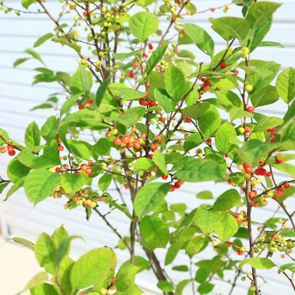 庭木：梅もどき(うめもどき)* ウメモドキ 自然樹形 ヤマト便（大型商品