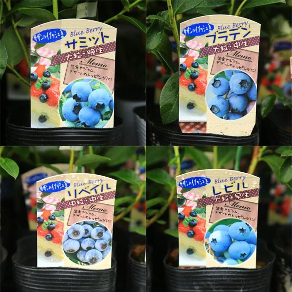 果樹 植木 ブルーベリー サザンハイブッシュ系 サミット ブラデン リベイル レビル ガルフコースト お選びください A群 N0955 遊恵盆栽 Yahoo 店 通販 Yahoo ショッピング
