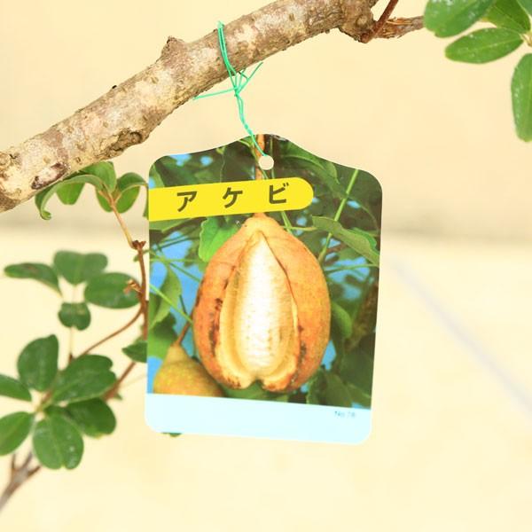 庭木・植木：五葉アケビ(ごようあけび) 太幹苗 : 遊恵盆栽 Yahoo!店