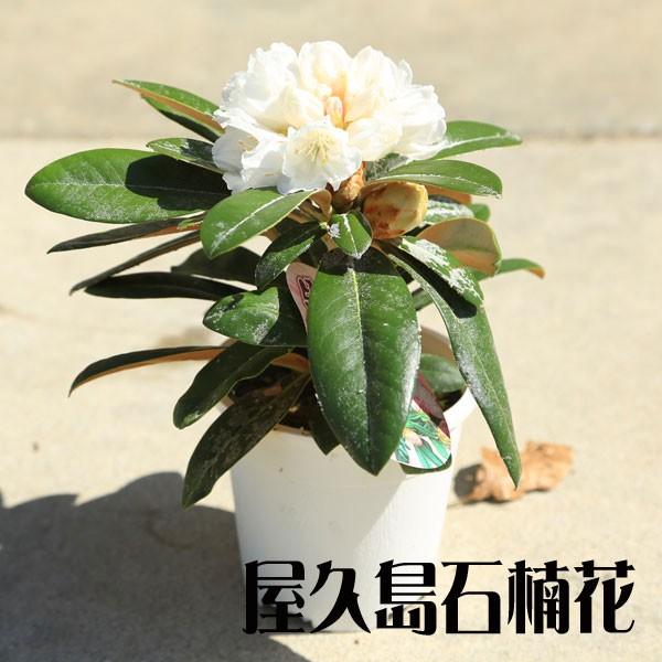 屋久の石楠花3本 庭木・植木：日本シャクナゲ*（屋久島石楠花）（細雪）（京の華）（五