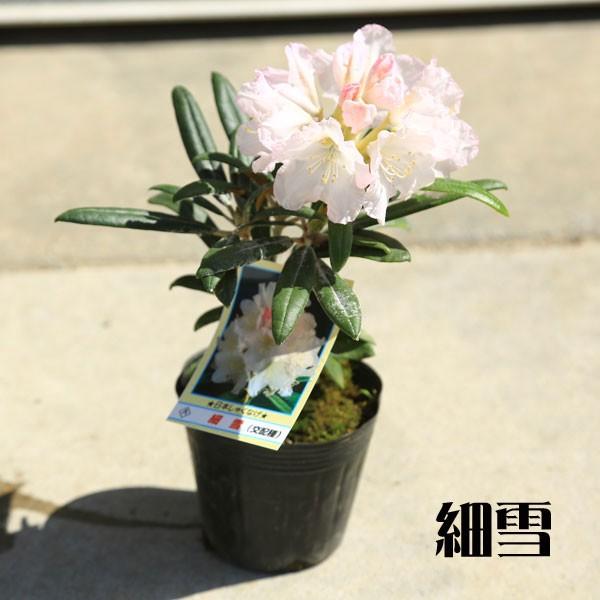 庭木・植木：日本シャクナゲ*（屋久島石楠花）（細雪）（京の華）（五