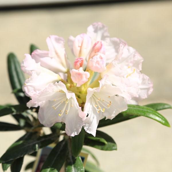 庭木・植木：日本シャクナゲ*（屋久島石楠花）（細雪）（京の華）（五