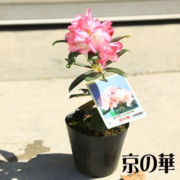庭木・植木：日本シャクナゲ*（屋久島石楠花）（細雪）（京の華）（五
