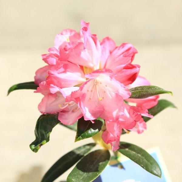 屋久の石楠花3本 庭木・植木：日本シャクナゲ*（屋久島石楠花）（細雪）（京の華）（五