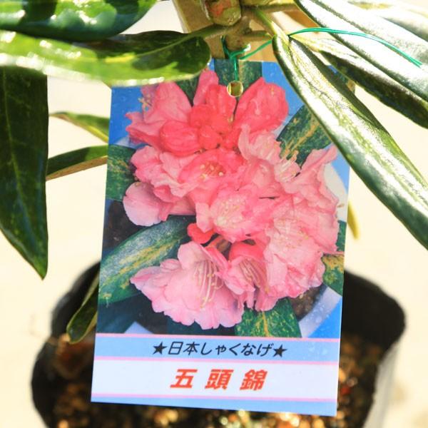 庭木・植木：日本シャクナゲ*（屋久島石楠花）（細雪）（京の華）（五