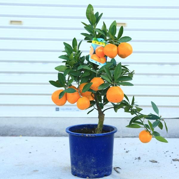 庭木・植木・苗木：特良品！早生温州みかん*　ミカン 鉢植え 収穫 柑橘 実物  果物 蜜柑　うんしゅうみかん　母の日　父の日　敬老の日（Yahoo!・遊恵盆栽　Yahoo!店）