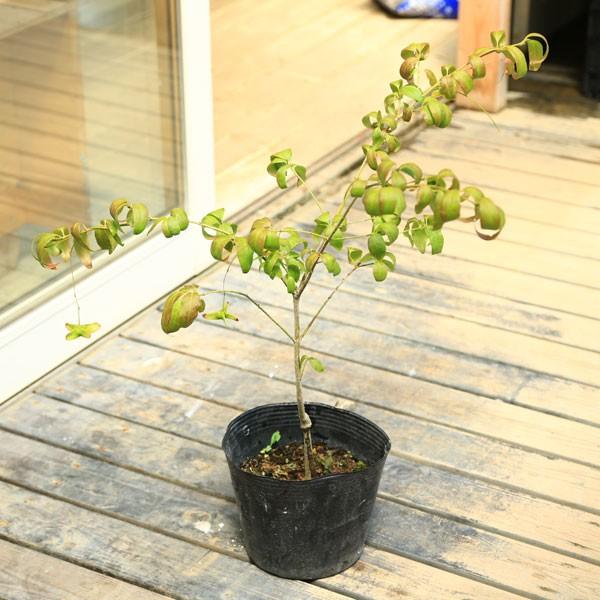 庭木・植木：ツリバナ 風鈴ツリバナ 紅奴（べにやっこ） : 遊恵盆栽