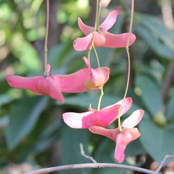 庭木・植木：ツリバナ 風鈴ツリバナ 紅奴（べにやっこ）大株 : 遊恵