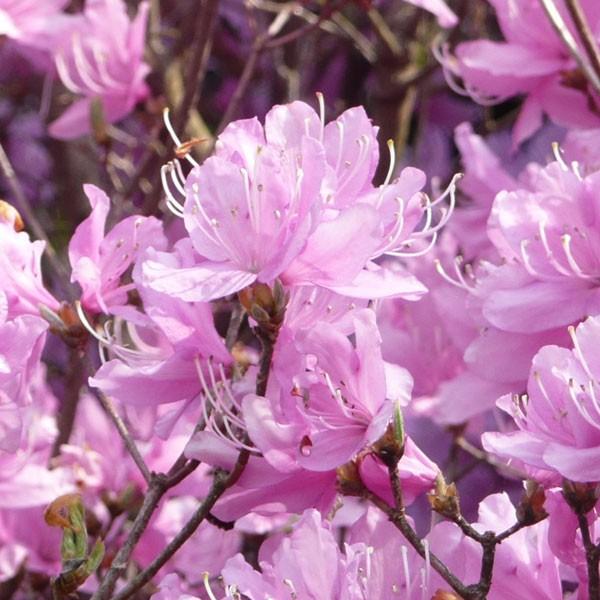 庭木 ミツバツツジ 三つ葉つつじ ピンク花 大株 樹高 110ｃｍ N1035 遊恵盆栽 Yahoo 店 通販 Yahoo ショッピング