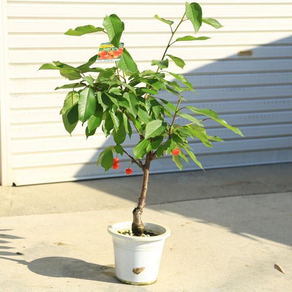 特選庭木・植木・果樹：さくらんぼ（サクランボ）／桜桃（おうとう