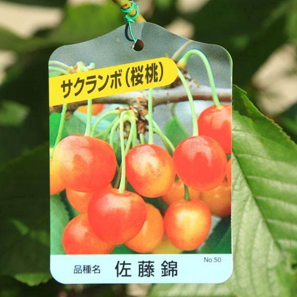 特選庭木・植木・果樹：さくらんぼ（サクランボ）／桜桃（おうとう