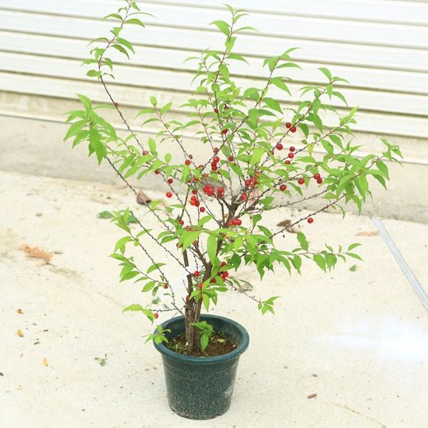 枝を覆うピンク色の花が春を彩ります 庭木：庭梅（ニワウメ）* にわ