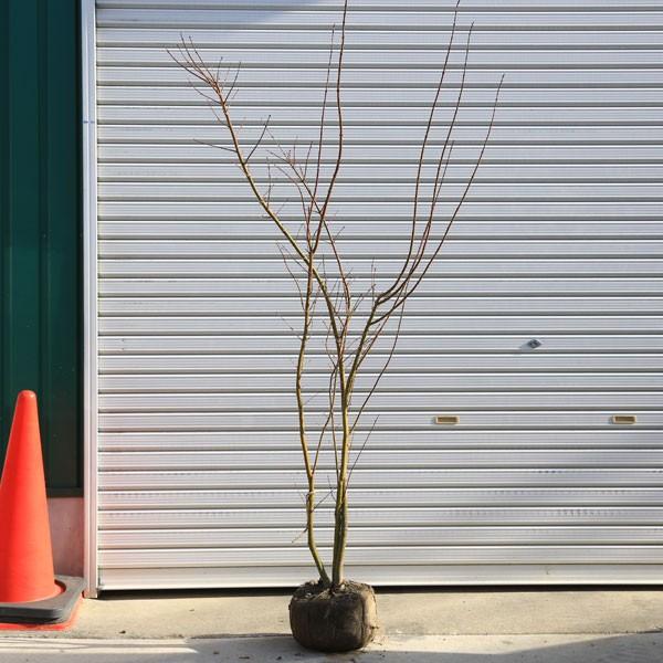 庭木：イロハもみじ（モミジ）* 株立ち 樹高：約170cm 全高：約