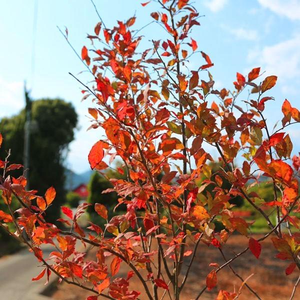 庭木・植木：ナツハゼ（なつはぜ）夏櫨 根巻苗*だんとつな紅葉の美しさ