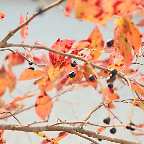 庭木・植木：ナツハゼ（なつはぜ）夏櫨 根巻苗*だんとつな紅葉の美しさ