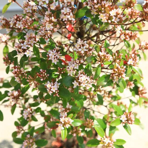 大気汚染や潮風にも強い 庭木・植木：ヒメシャリンバイ（タチ