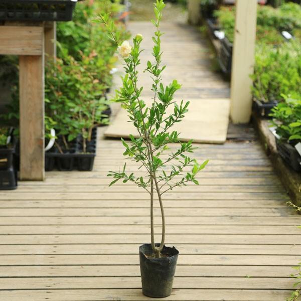 庭木 植木苗 白花ざくろ しろばなざくろ ザクロの珍品です N1108 遊恵盆栽 Yahoo 店 通販 Yahoo ショッピング