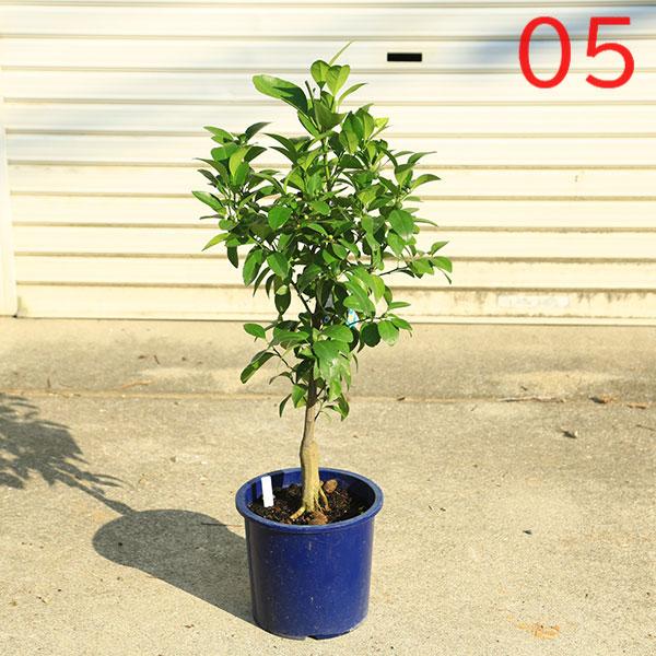 立派です♪ミカン科の常緑樹柑橘類庭木・果樹・植木：特良品