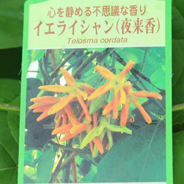 観葉植物 植木：イエライシャン 夜来香*あんどん仕立て : 遊恵盆栽