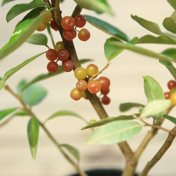 かわいいグミが成ります。庭木苗・苗：アキグミ（グミの木） : 遊恵