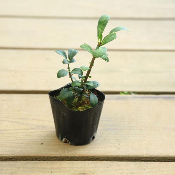 正規通販 庭木苗 植木 ニシキギ 錦木 コンパクタ 佐川急便