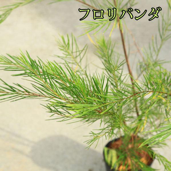 黄色いお花とやわらかい葉の人気者 庭木 植木 アカシア 品種色々 ミモザ プルプレア デアネイ パール フロリバンダ N1158 遊恵盆栽 Yahoo 店 通販 Yahoo ショッピング