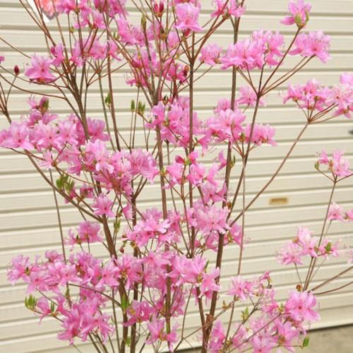 庭木苗 ミツバツツジ 三つ葉つつじ ピンク花 ３ポットお得セット N1160v 3 遊恵盆栽 Yahoo 店 通販 Yahoo ショッピング