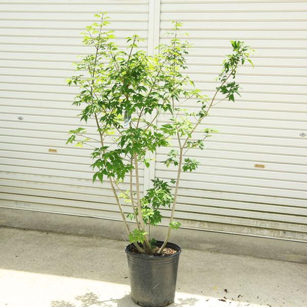 庭木 アオダモ コバノトネリコ 株立ち 樹高1ｃｍ 全高130ｃｍ ヤマト便大型商品発送 Yamavakedma Co Il