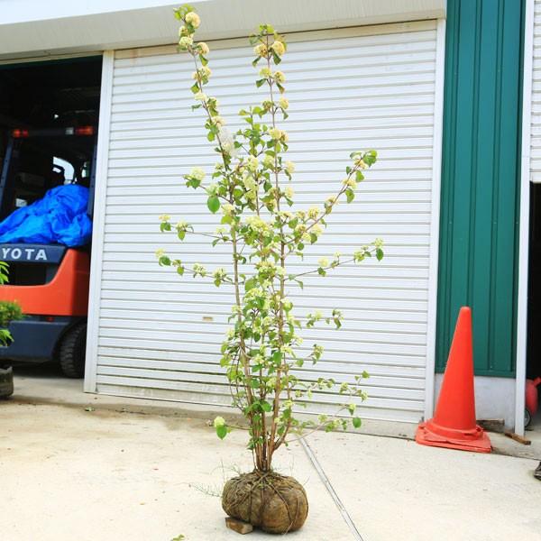 史上最も激安 抜群の広がりを持つ株が入荷しました 庭木 オオデマリ ジェミニ 特選品 樹高約140ｃｍ 限定5本限り 佐川急便発送 正規品 Www Muslimaidusa Org