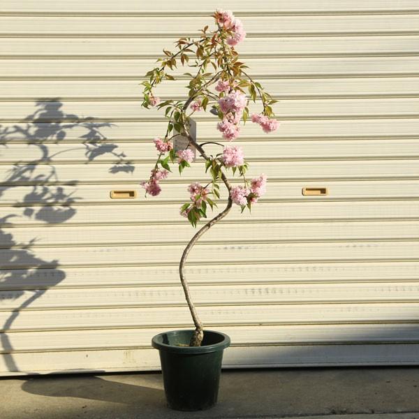 庭木：しだれ八重桜（しだれ桜）*　全高120ｃｍ　佐川急便大型商品発送！