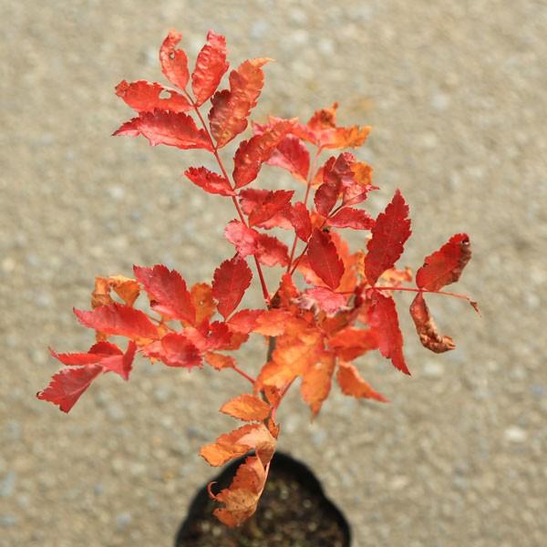 庭木・植木：ナナカマド（ななかまど） 大株！ 佐川急便発送！ : 遊恵