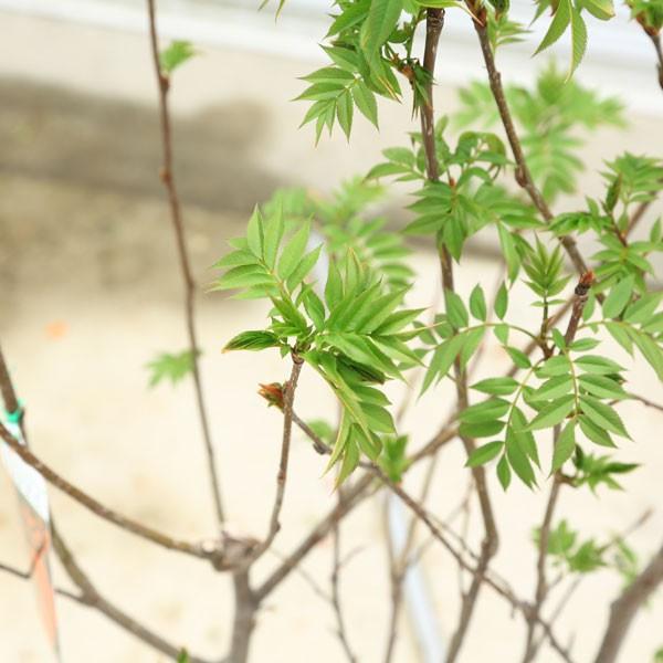 庭木・植木：ナナカマド（ななかまど） 大株！ 佐川急便発送！ : 遊恵