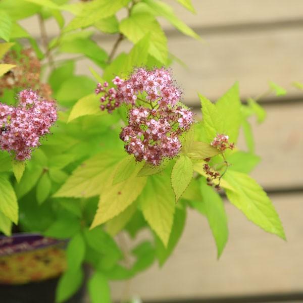 美しい黄金葉で赤いお花でお庭に明るさを 庭木 黄金シモツケ ゴールドフレーム N1243 遊恵盆栽 Yahoo 店 通販 Yahoo ショッピング