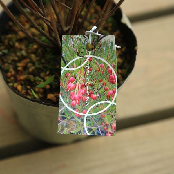 庭木苗 柳葉ドウダンツツジ ヤナギバドウダンツツジ 細長い葉の珍しい品種 N1244 遊恵盆栽 Yahoo 店 通販 Yahoo ショッピング