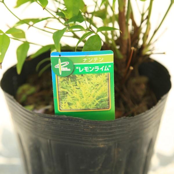 庭木 矮性南天 白南天 なんてん レモンライム 新品種 N1251 遊恵盆栽 Yahoo 店 通販 Yahoo ショッピング
