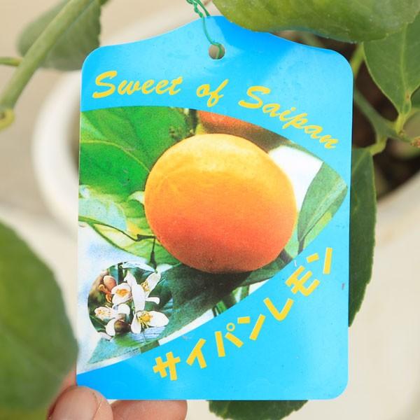 庭木・果樹：サイパンレモン 良品！*鉢植え庭植えにもぴったりです