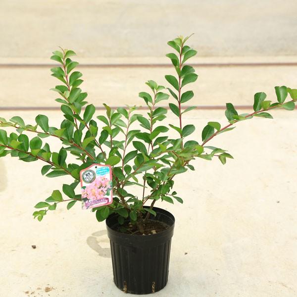 庭木：矮性サルスベリ ペチートサンシャイン（ピンキー）*桃花 : 遊恵