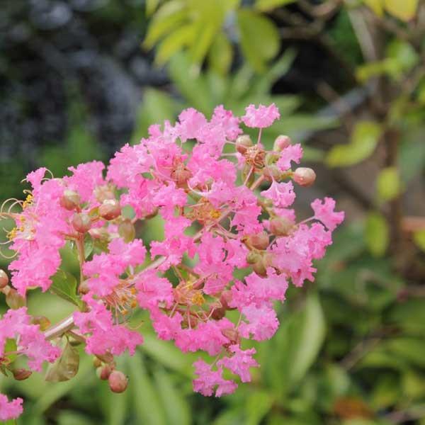 庭木：矮性サルスベリ ペチートサンシャイン（ピンキー）*桃花 : 遊恵