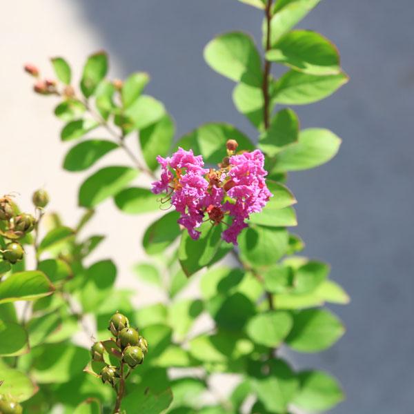 庭木：矮性サルスベリ ペチートサンシャイン（プラム）*紫花 : 遊恵