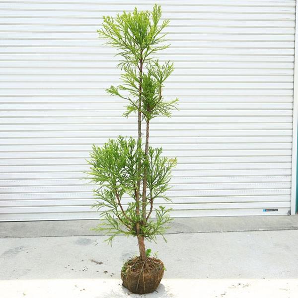 目隠しにもぴったりです 庭木 植木 Sale 55 Off