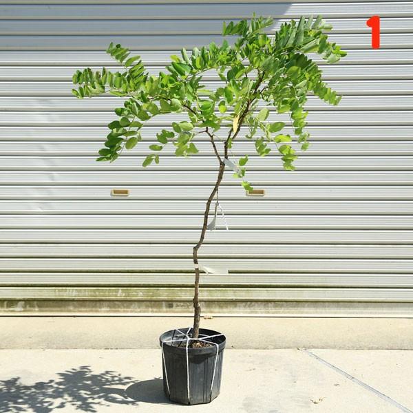 激安ブランド 庭木 ニセアカシア ハリエンジュ フリーシア さわやかな葉の色が涼しげなお庭を演出します 現品をお選びください 楽天1位 Mobile Scotturb Com