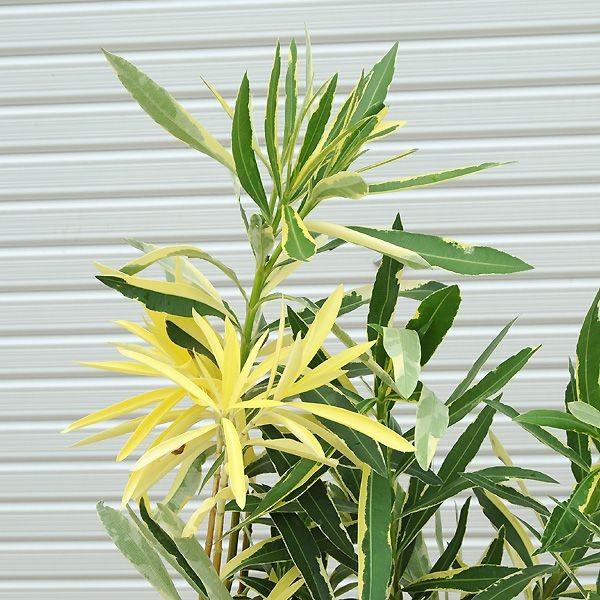庭木苗：斑入りキョウチクトウ （ふいりきょうちくとう）*樹高：約30 