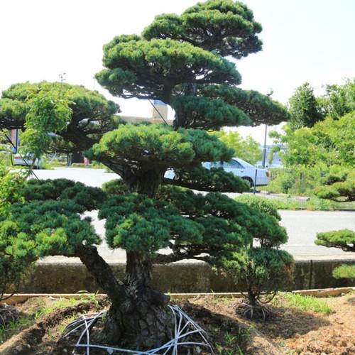 庭木：五葉松 特選大株 現品一点限り 3番 * : 遊恵盆栽 Yahoo!店