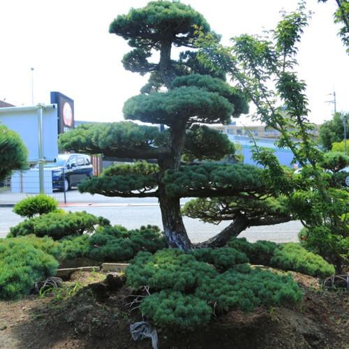 庭木：五葉松 特選大株 現品一点限り 4番 * : 遊恵盆栽 Yahoo!店