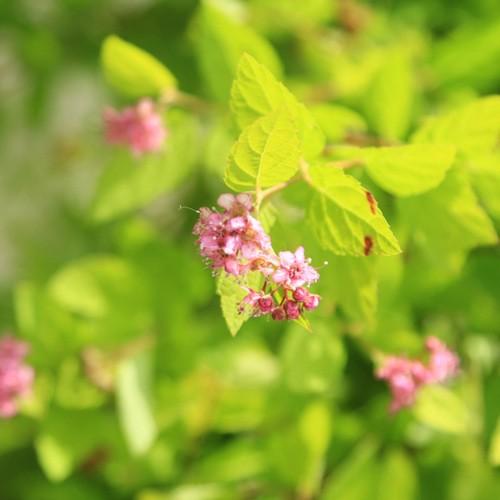 庭木 植木 黄金シモツケ ゴールドフレーム 根巻 大株 N12v 遊恵盆栽 Yahoo 店 通販 Yahoo ショッピング