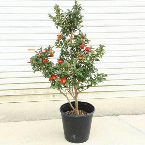 庭木：ハルサザンカ ユーレタイド*さざんか 山茶花 樹高：約100cm